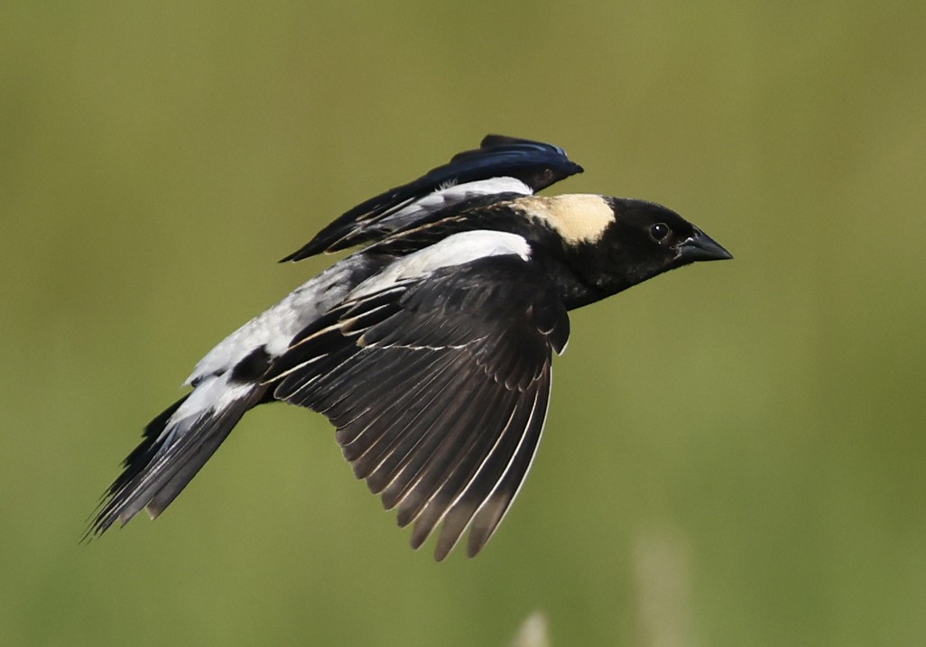 Bobolink - ML638772144
