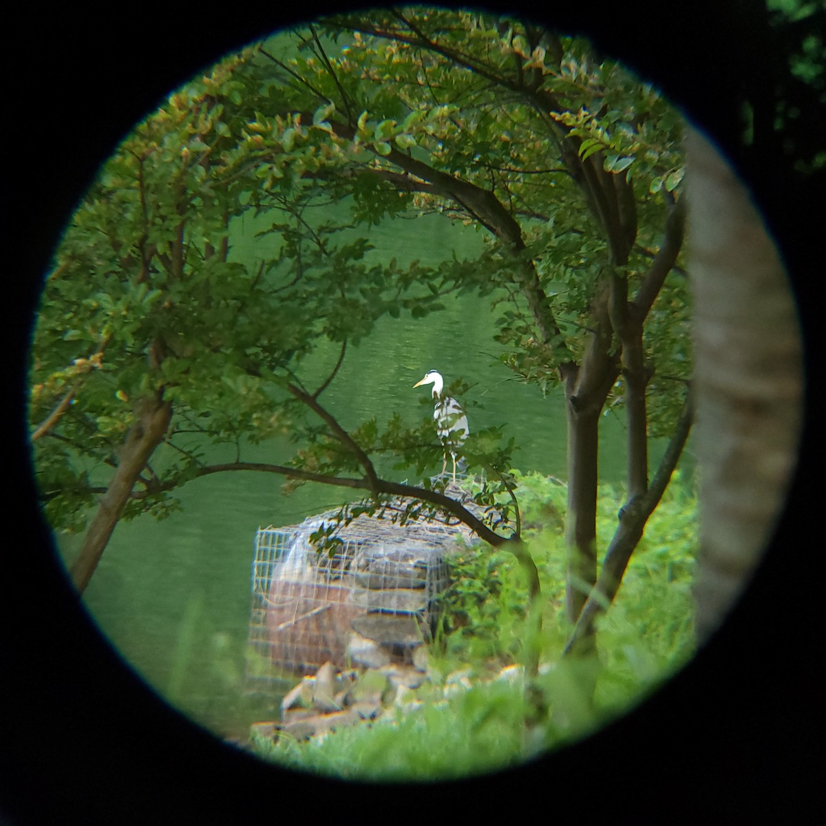 Gray Heron - ML638772146