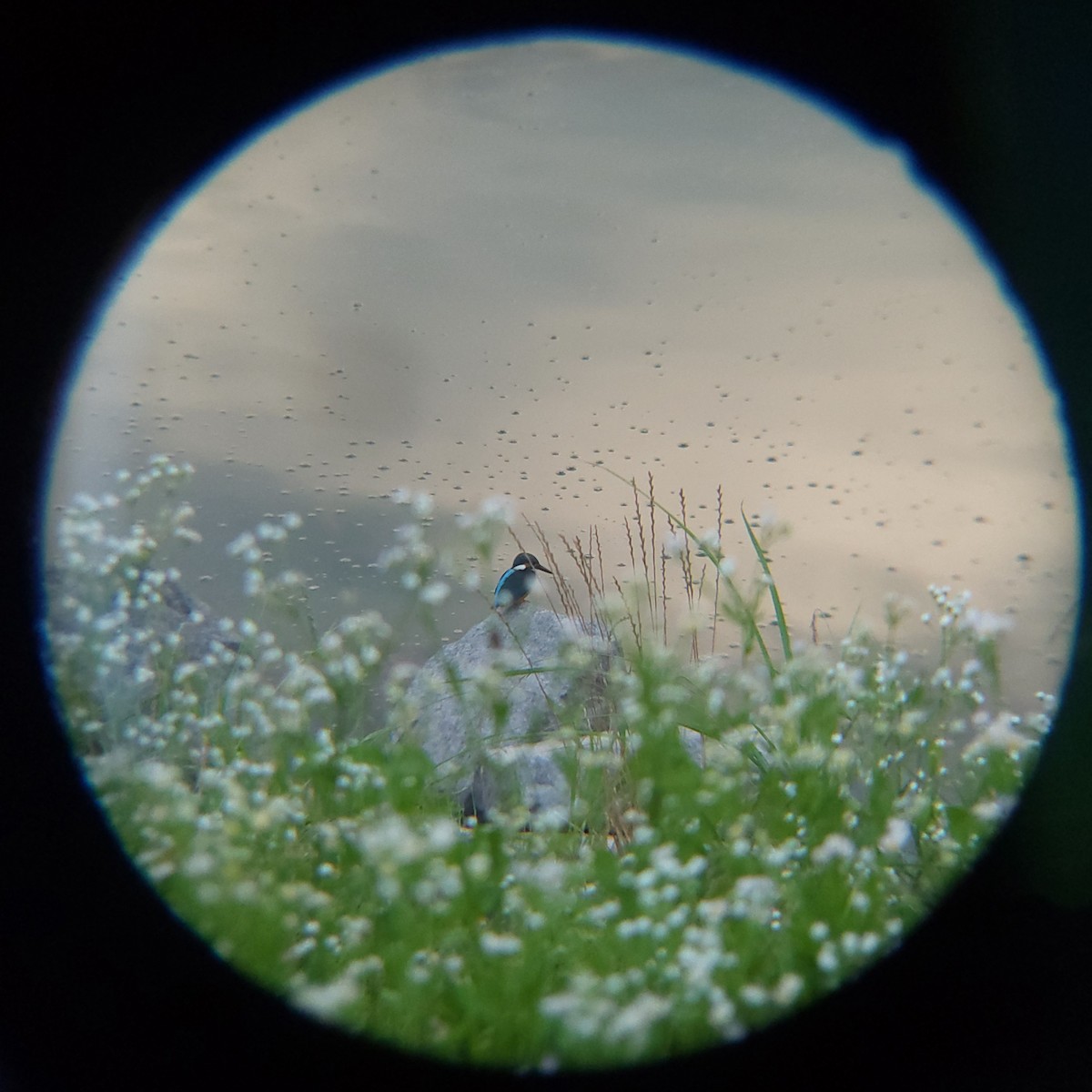 Common Kingfisher - ML638772158