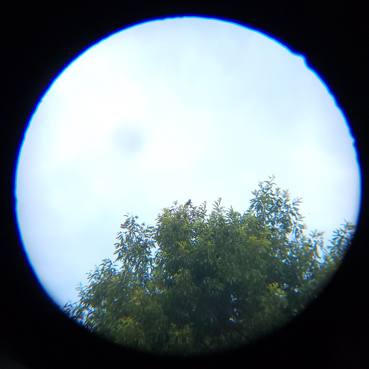 Dollarbird - ML638772161