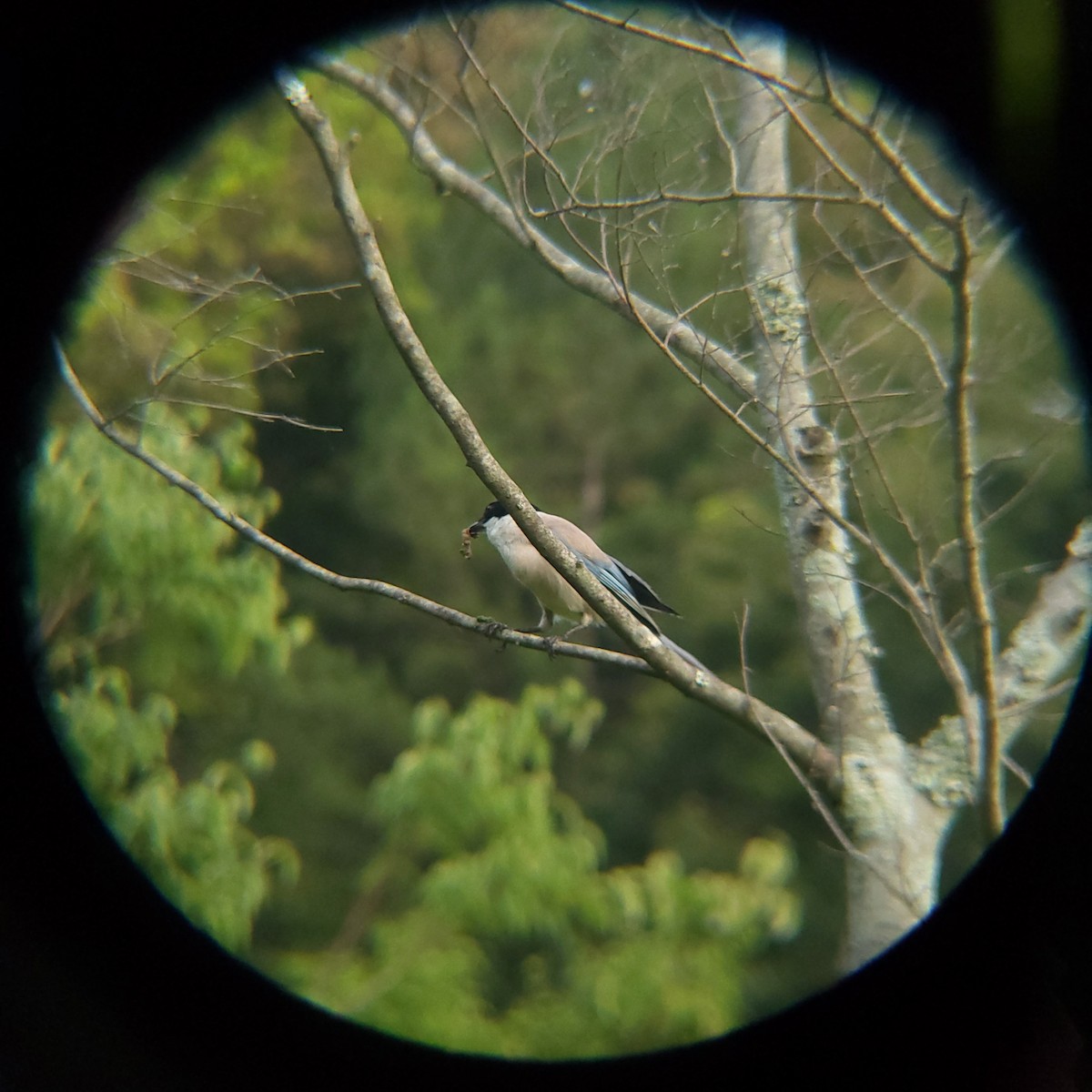 Azure-winged Magpie - ML638772167