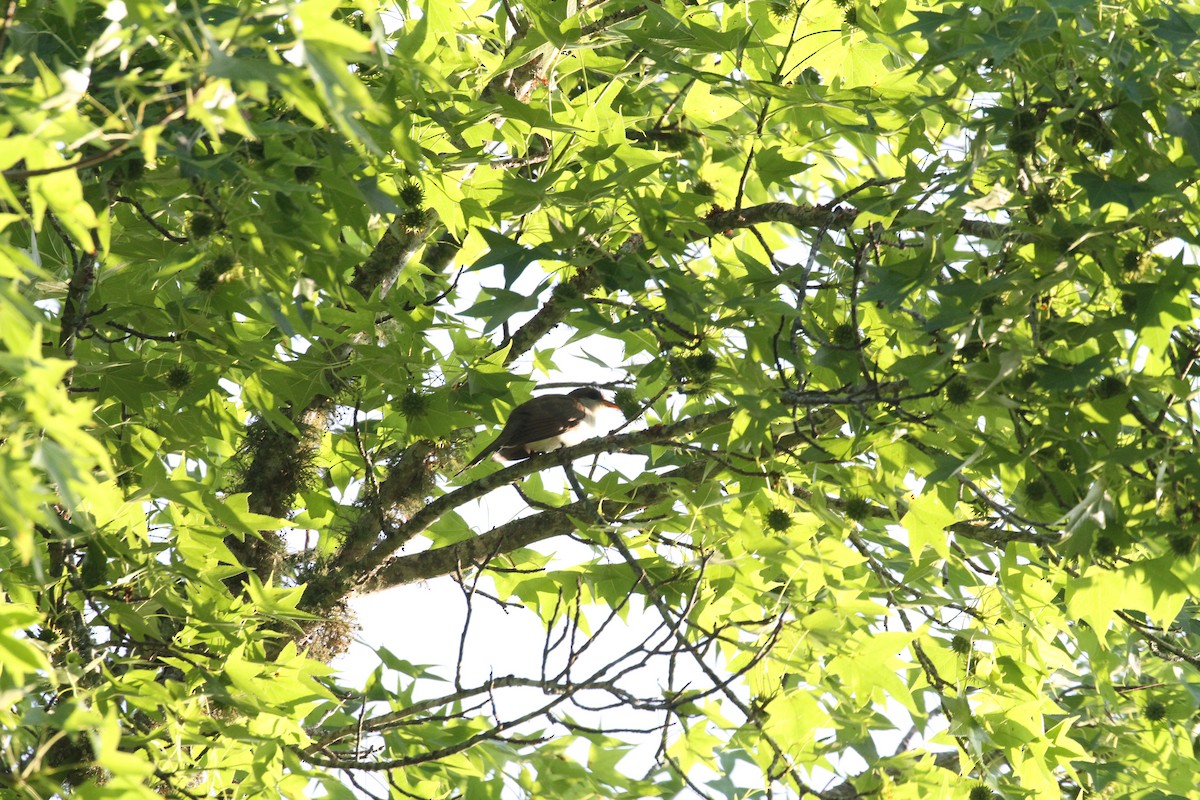 Yellow-billed Cuckoo - ML638772179