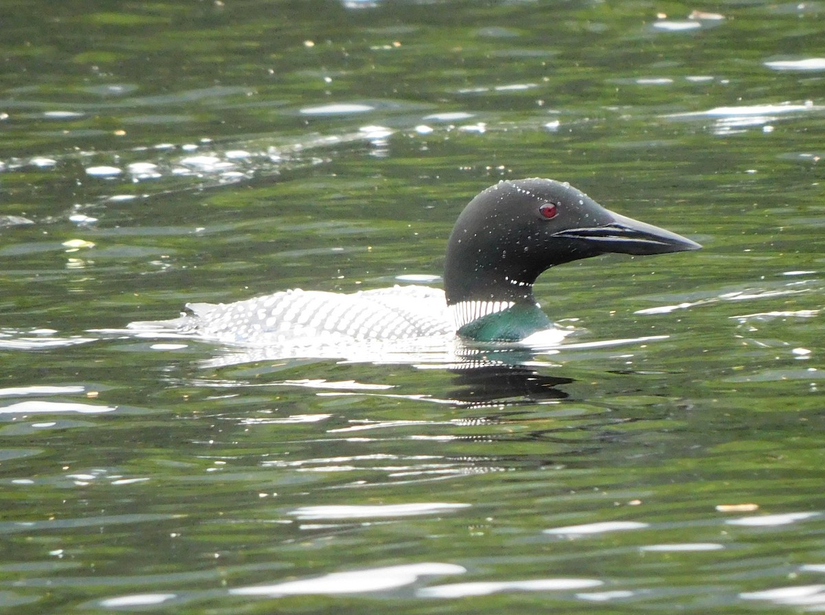 Common Loon - ML638772182