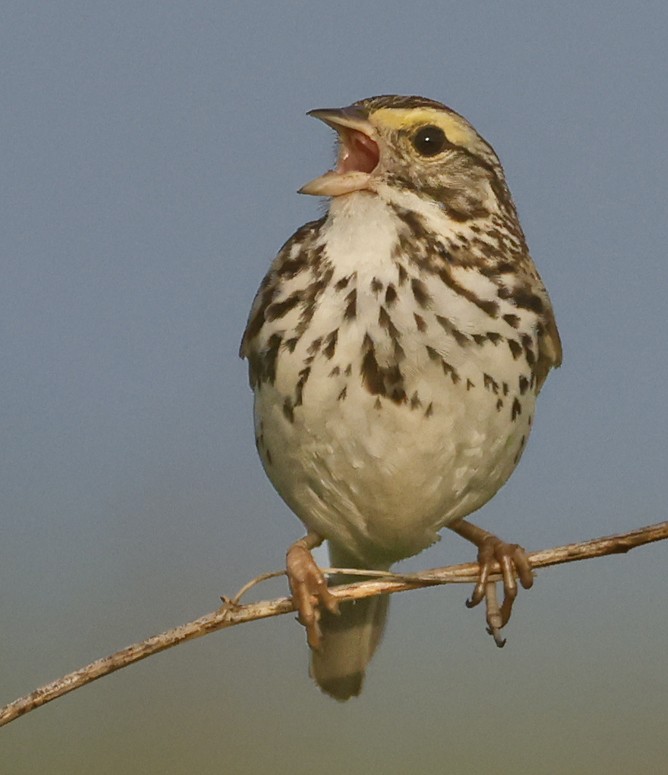 Savannah Sparrow - ML638772183
