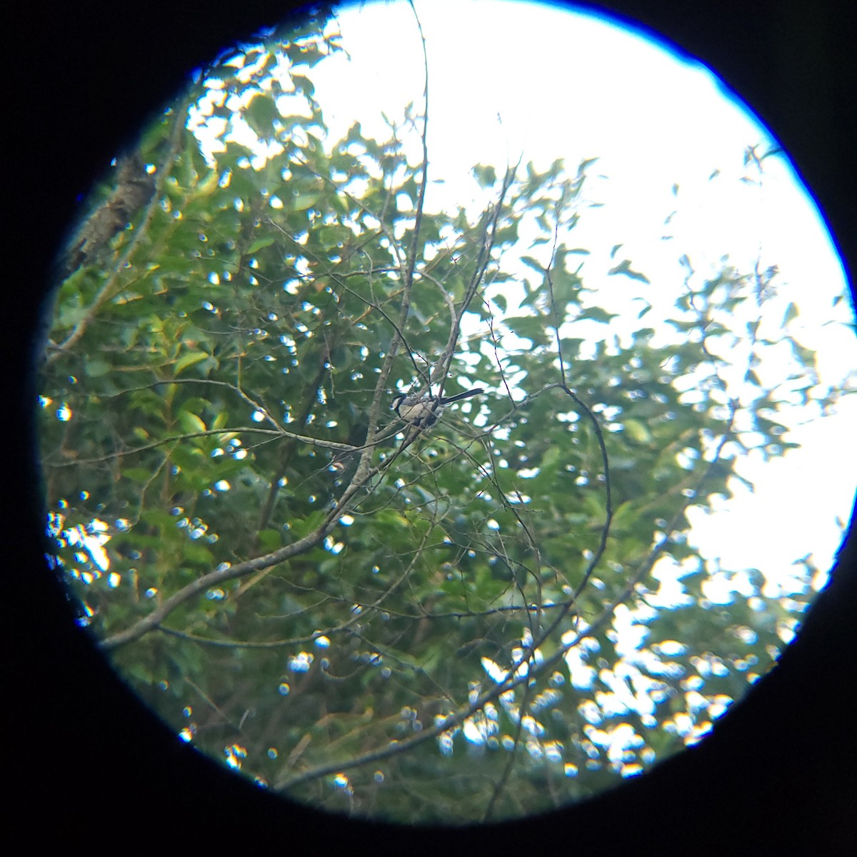 Asian Tit - ML638772195