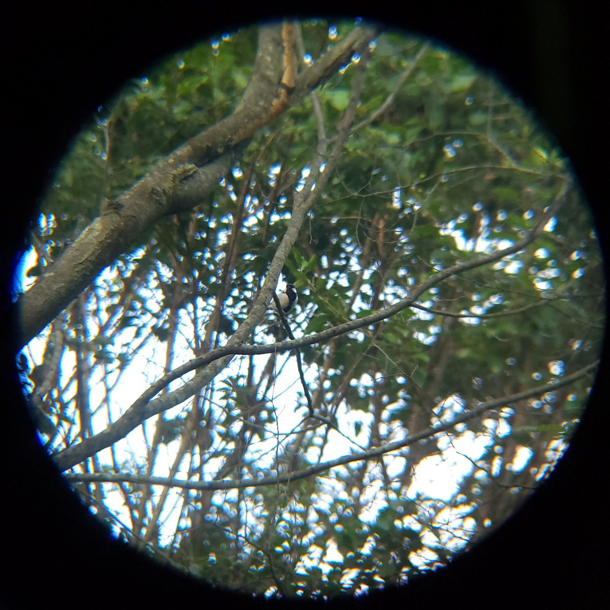Asian Tit - ML638772196