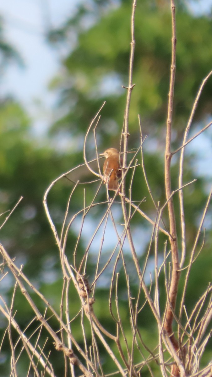 Rufous Cisticola - ML638772201