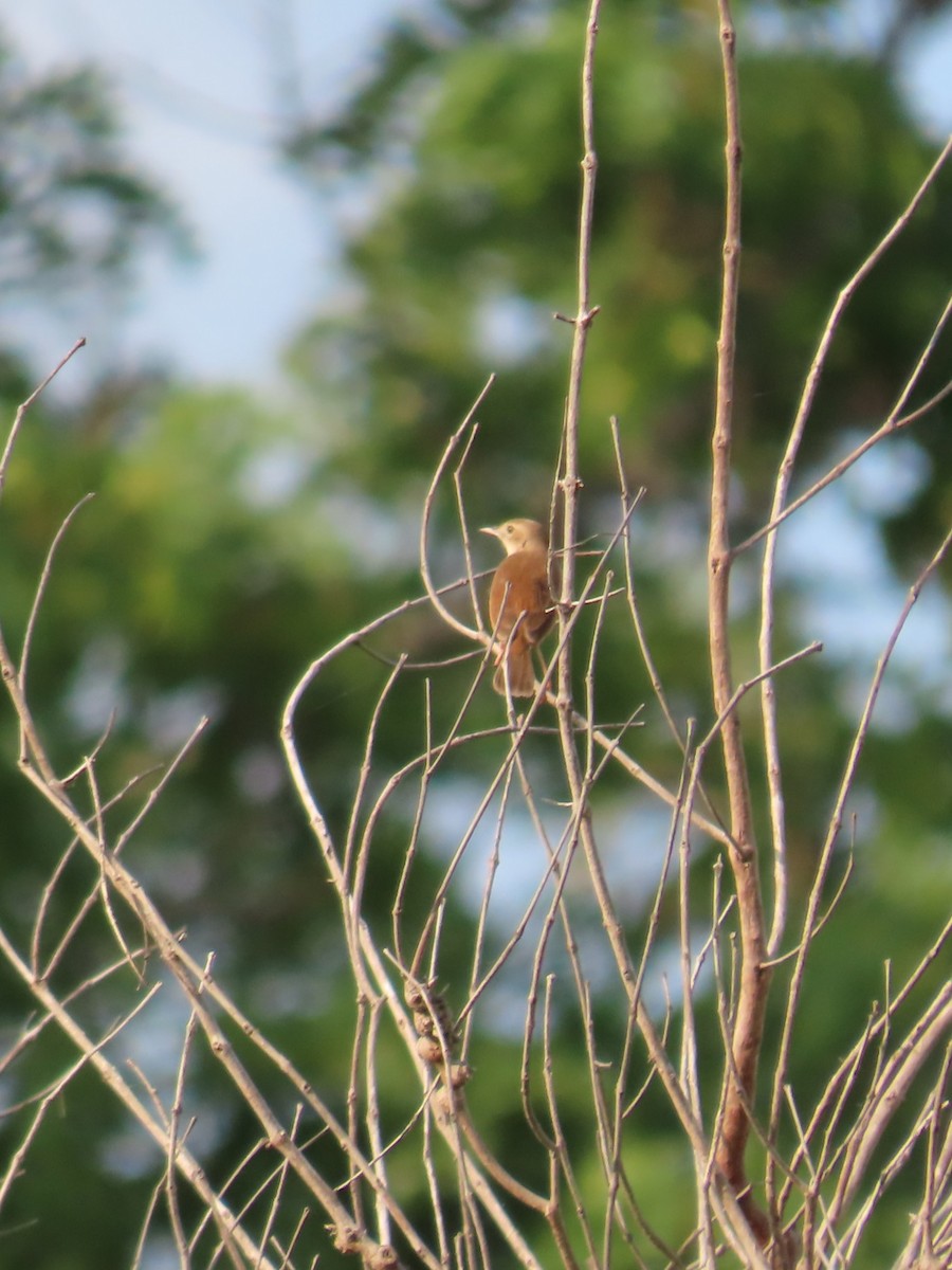 Rufous Cisticola - ML638772202