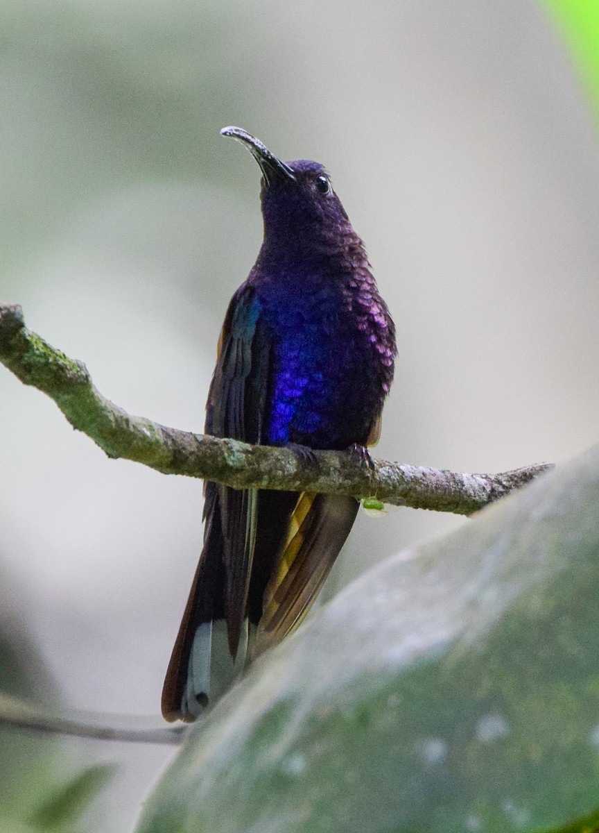 Violet Sabrewing - ML638772220