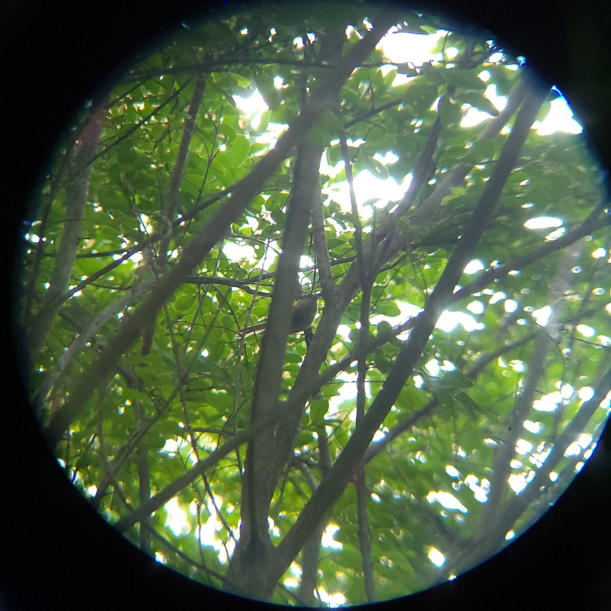 Vinous-throated Parrotbill - ML638772222