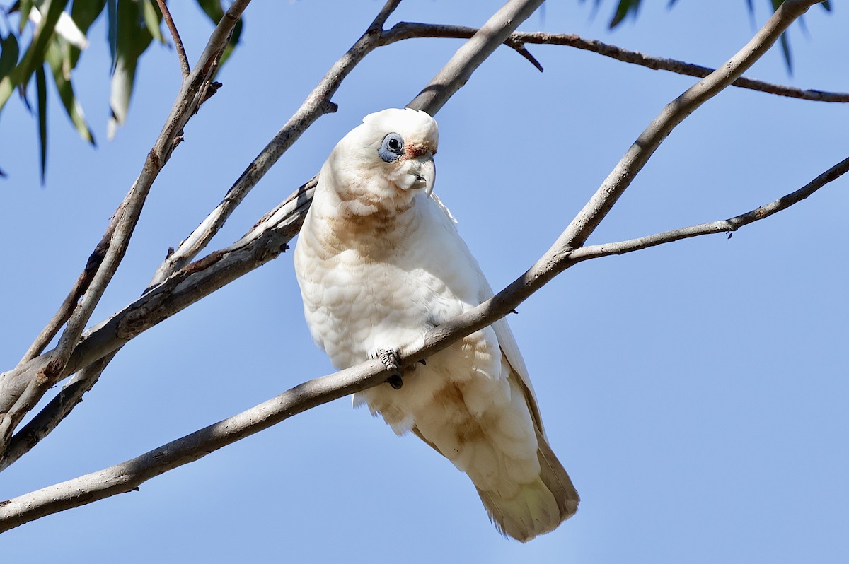 Western Corella - ML638772228