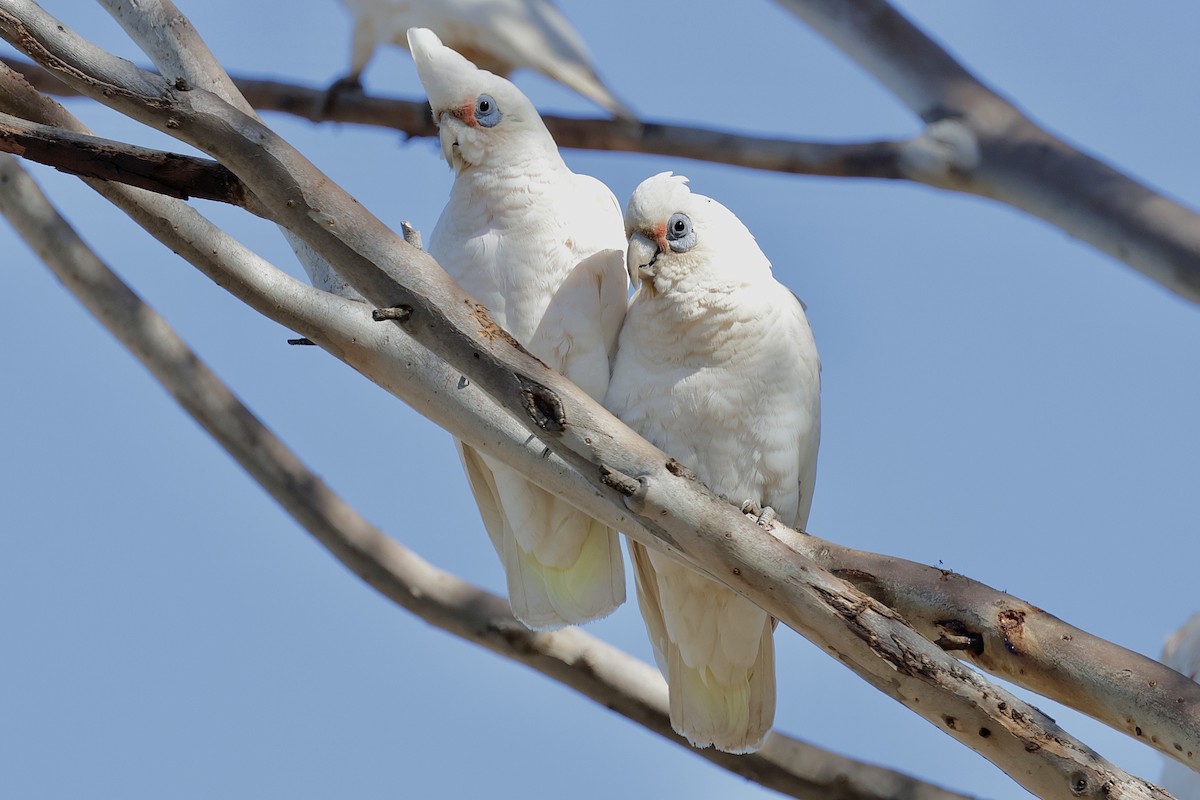 Western Corella - ML638772229