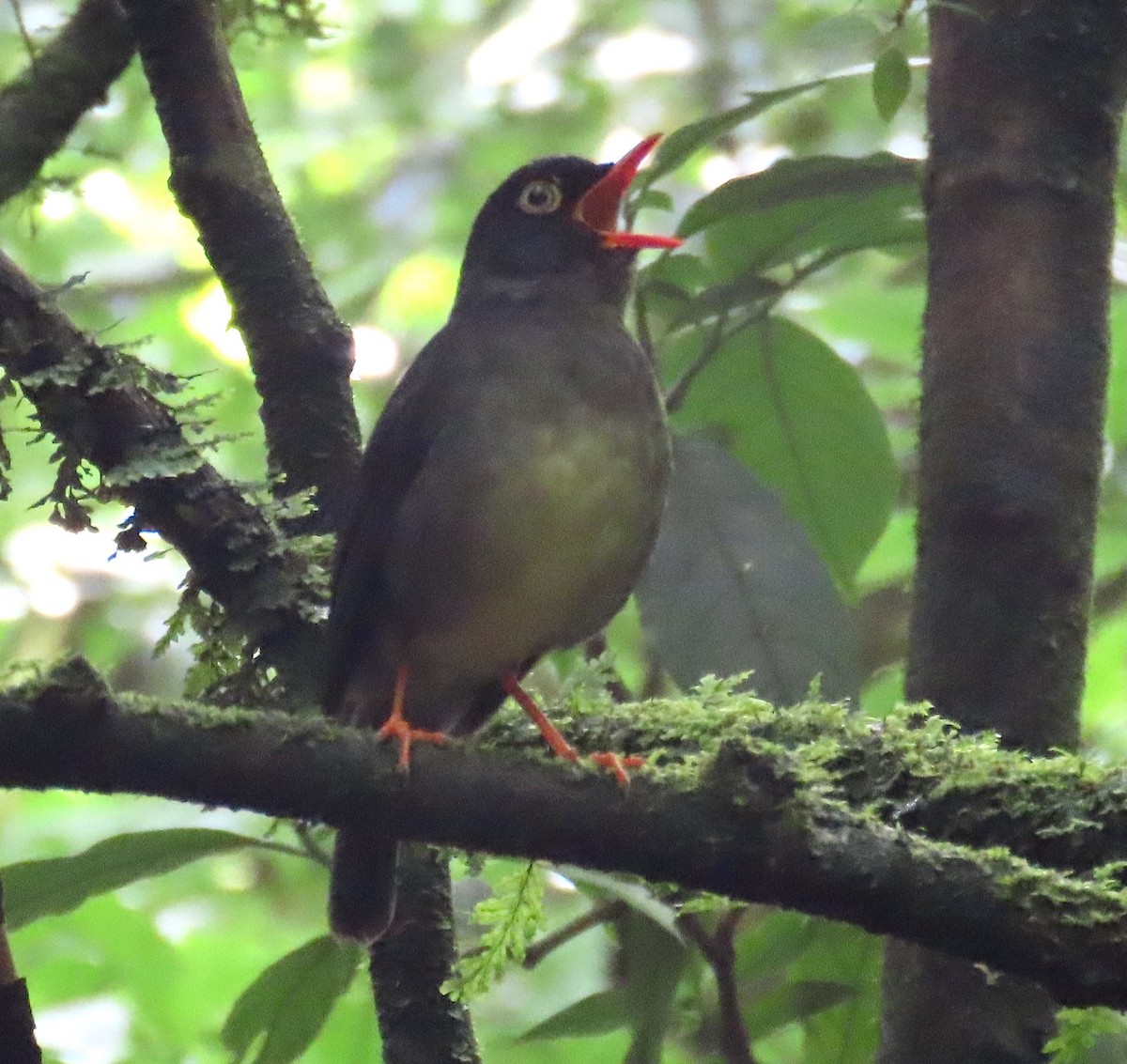 Slaty-backed Nightingale-Thrush - ML638772246