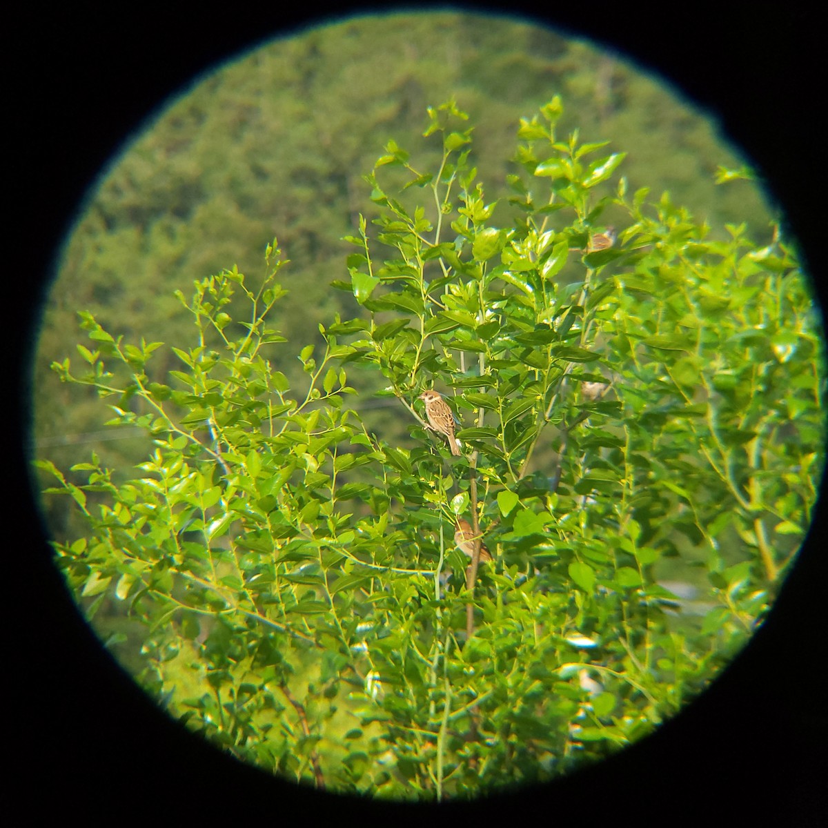 Eurasian Tree Sparrow - ML638772247