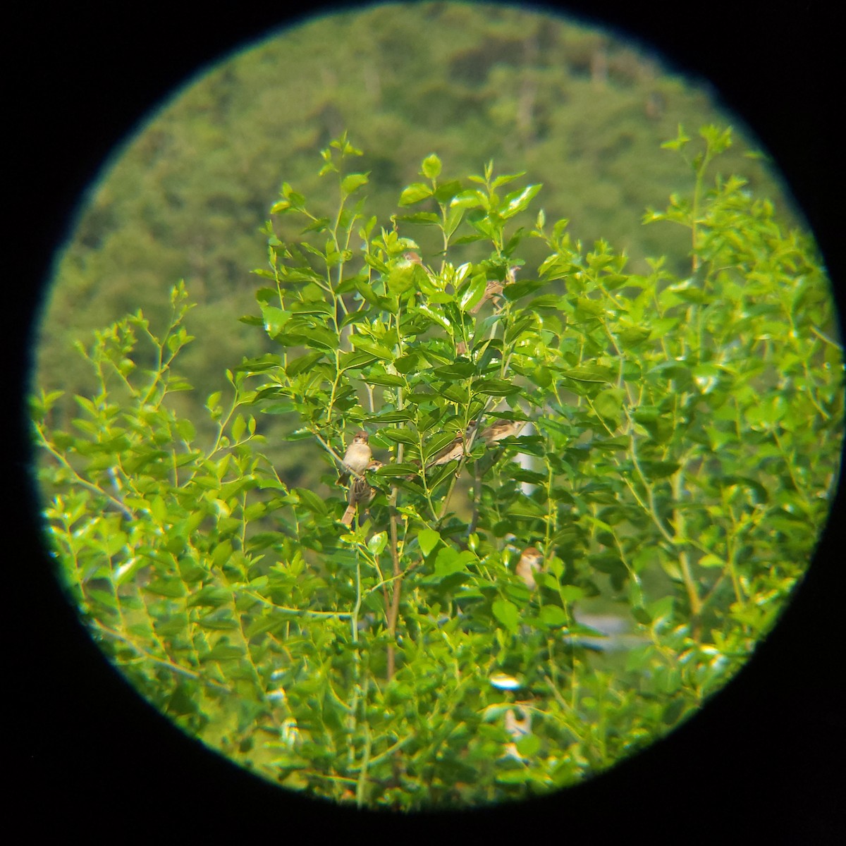 Eurasian Tree Sparrow - ML638772248