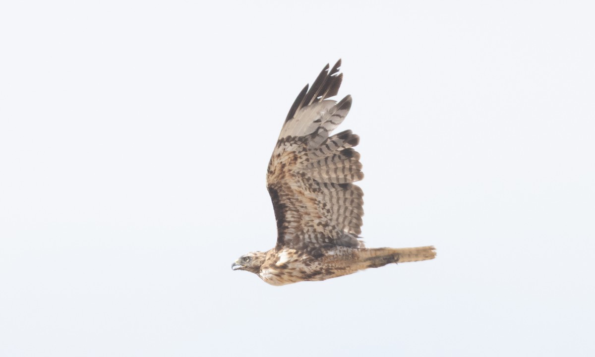 Red-tailed Hawk (calurus/alascensis) - ML638772253