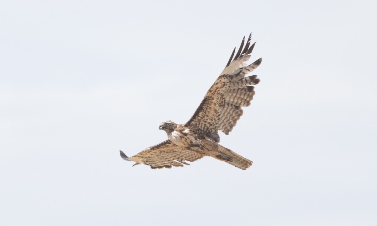 Red-tailed Hawk (calurus/alascensis) - ML638772255