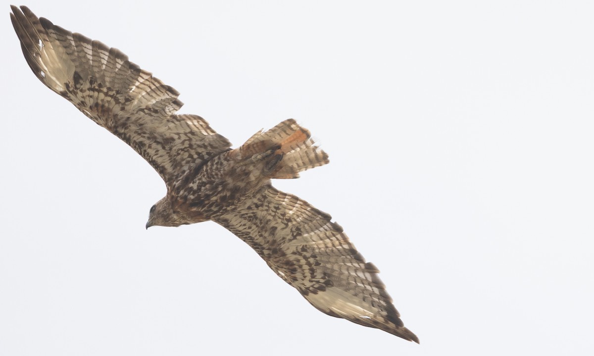 Red-tailed Hawk (calurus/alascensis) - ML638772257