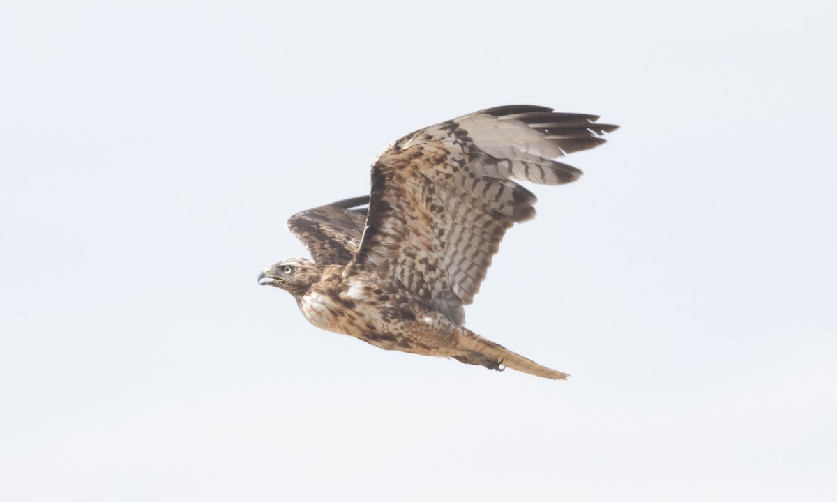 Red-tailed Hawk (calurus/alascensis) - ML638772258