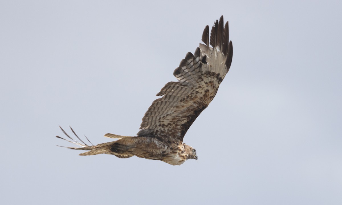 Red-tailed Hawk (calurus/alascensis) - ML638772259