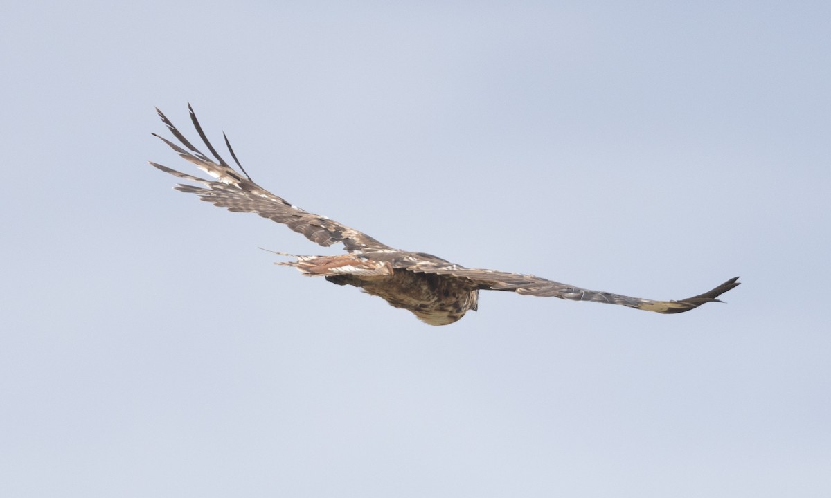 Red-tailed Hawk (calurus/alascensis) - ML638772260