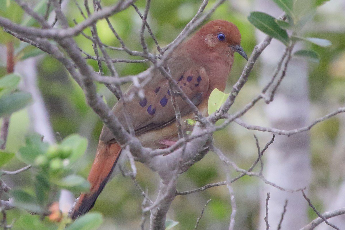 Blue-eyed Ground Dove - ML638772261