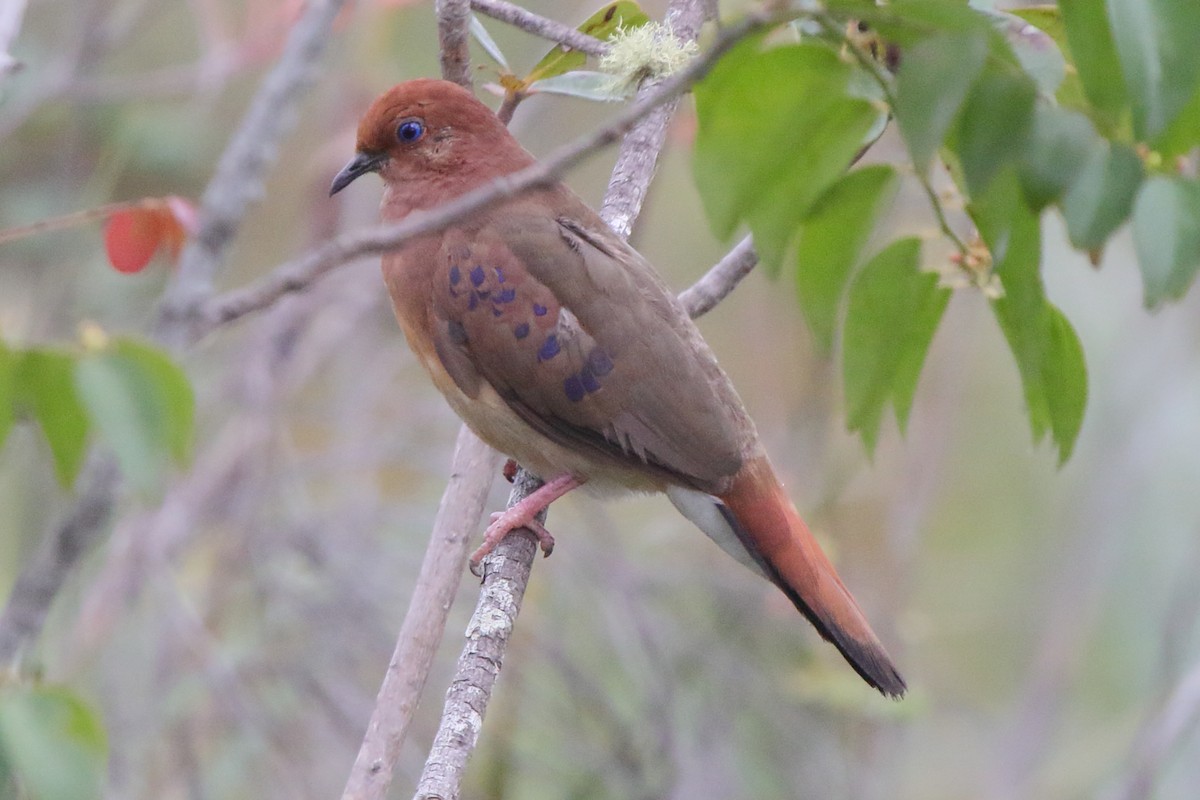 Blue-eyed Ground Dove - ML638772262