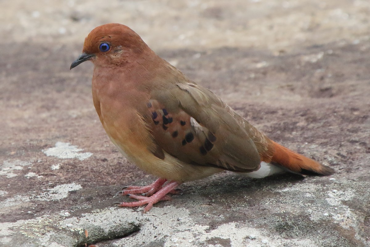 Blue-eyed Ground Dove - ML638772263