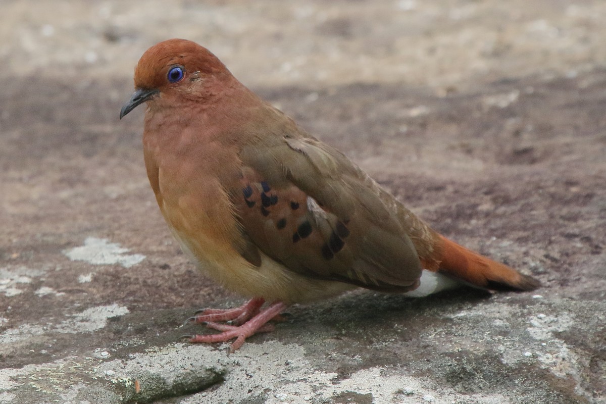 Blue-eyed Ground Dove - ML638772264