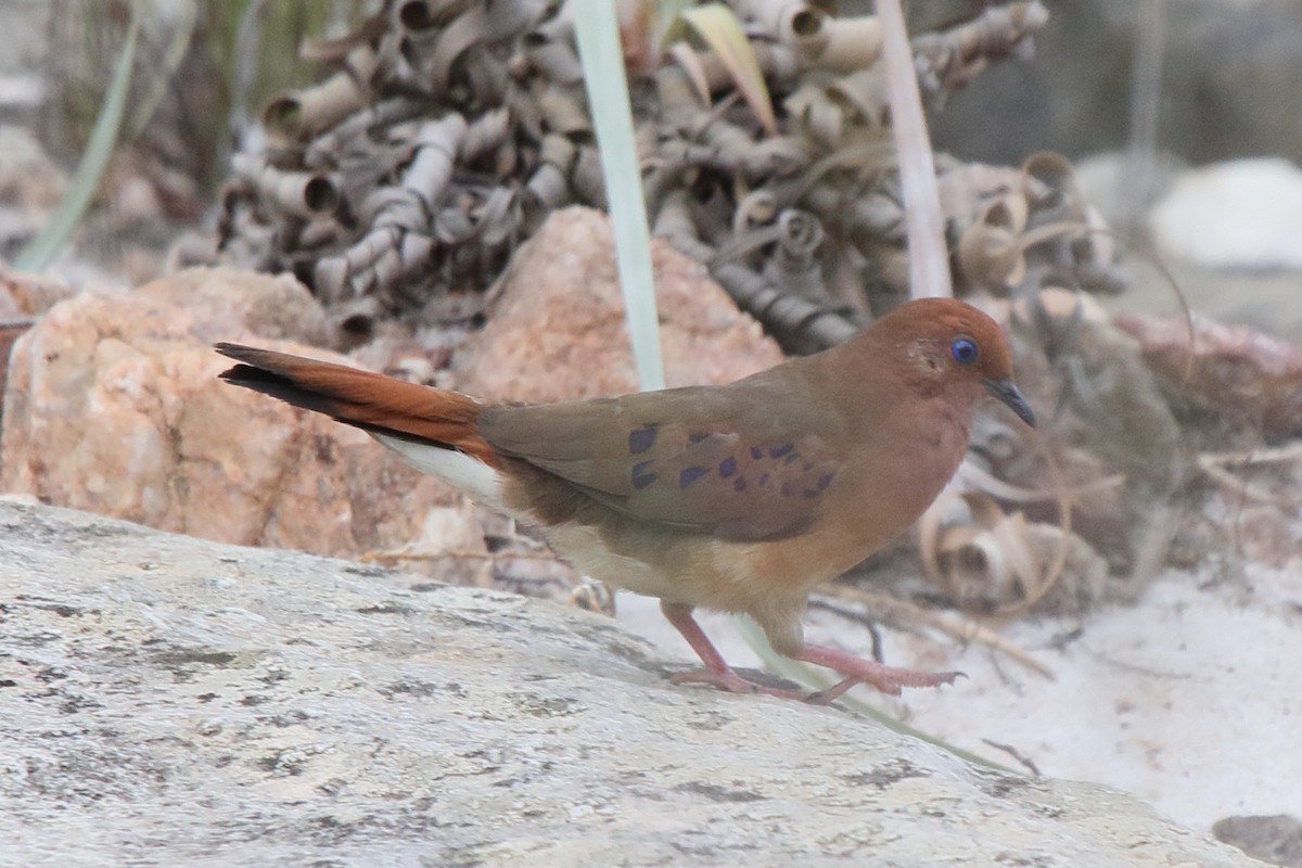 Blue-eyed Ground Dove - ML638772265