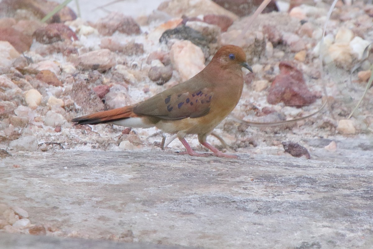 Blue-eyed Ground Dove - ML638772266