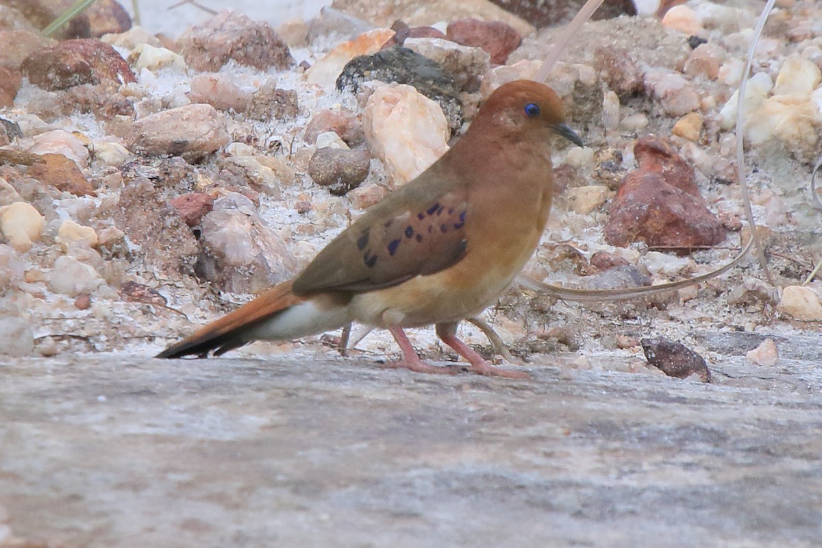Blue-eyed Ground Dove - ML638772267