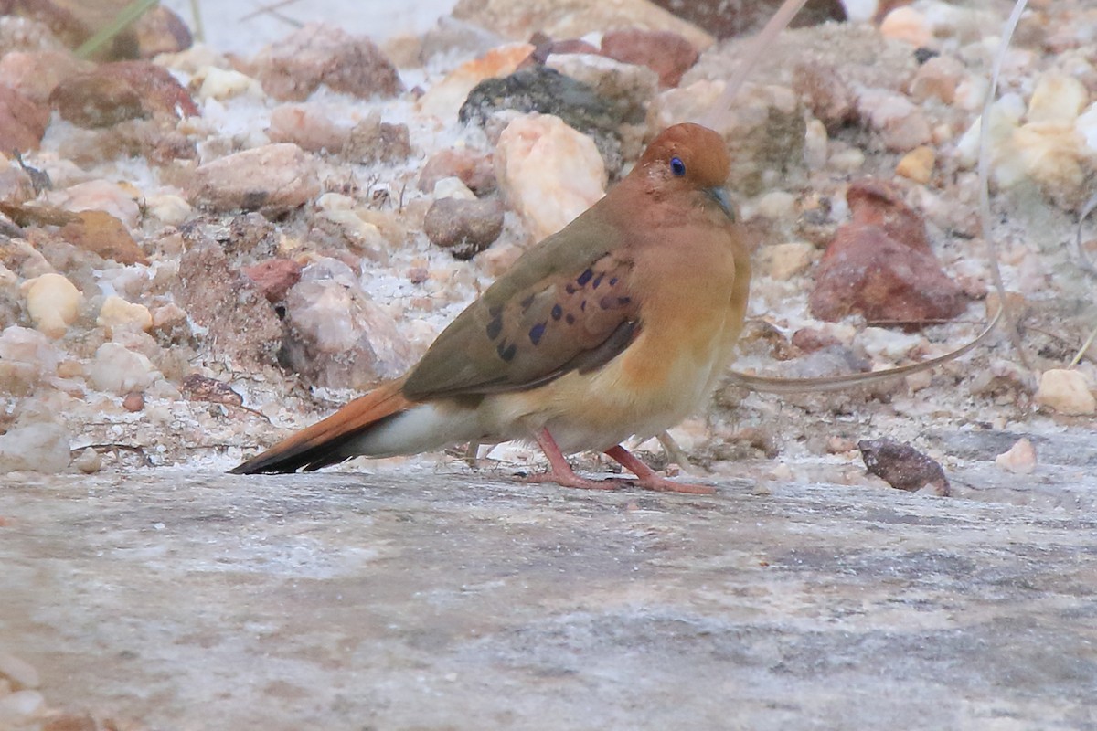 Blue-eyed Ground Dove - ML638772268