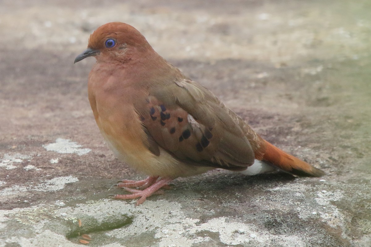 Blue-eyed Ground Dove - ML638772269