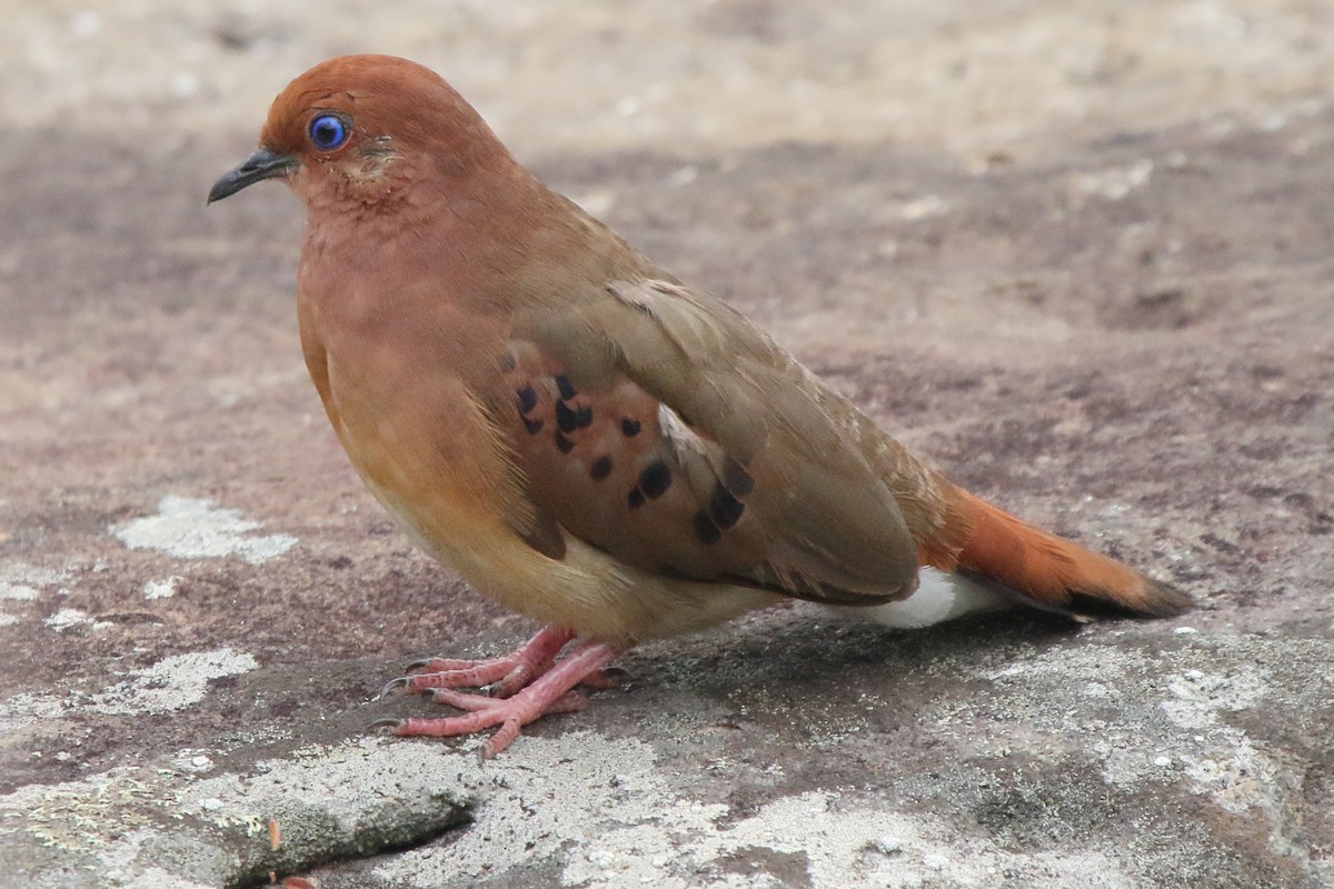 Blue-eyed Ground Dove - ML638772270