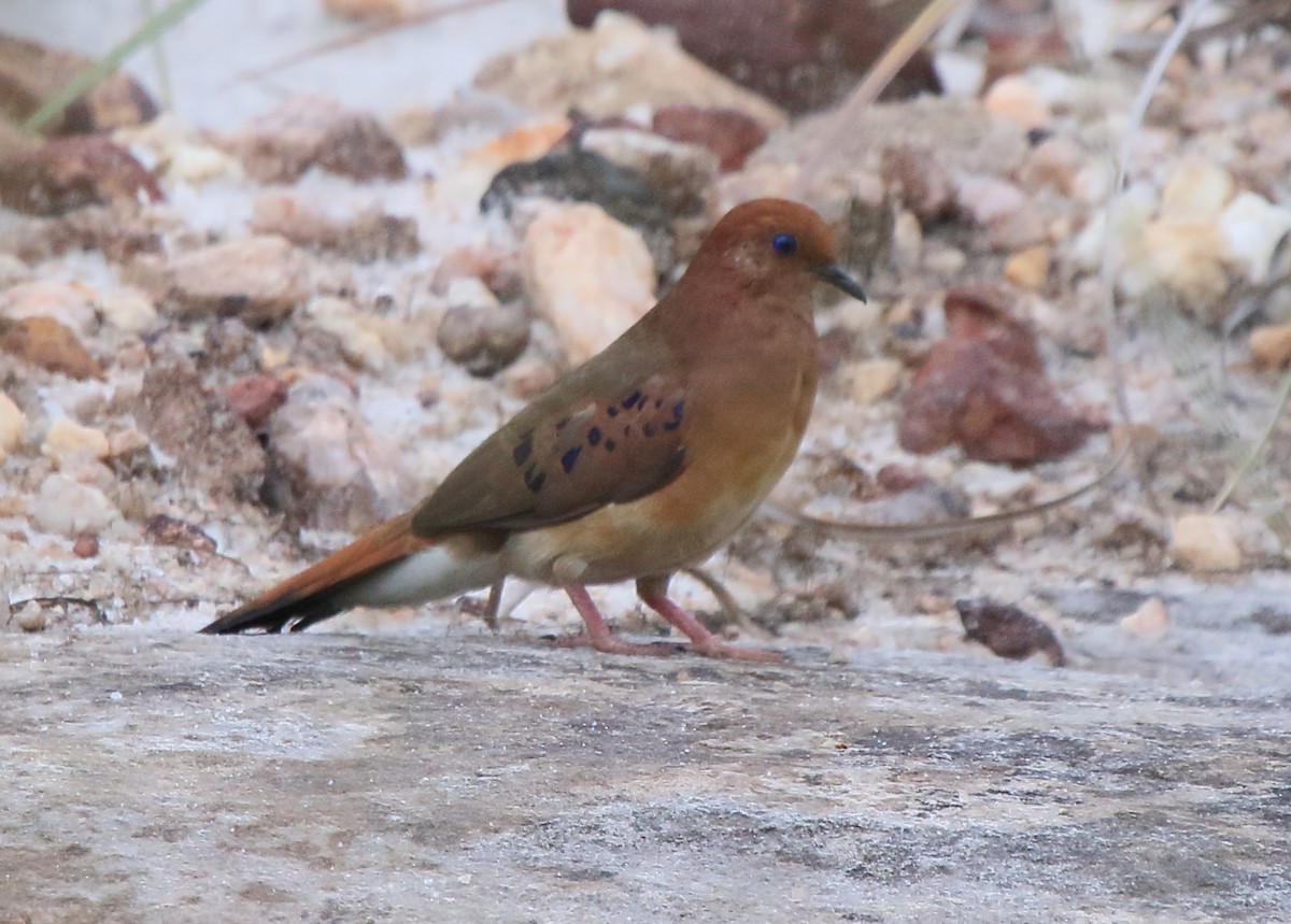 Blue-eyed Ground Dove - ML638772271