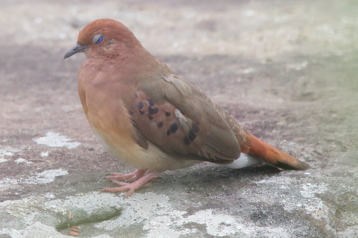 Blue-eyed Ground Dove - ML638772272