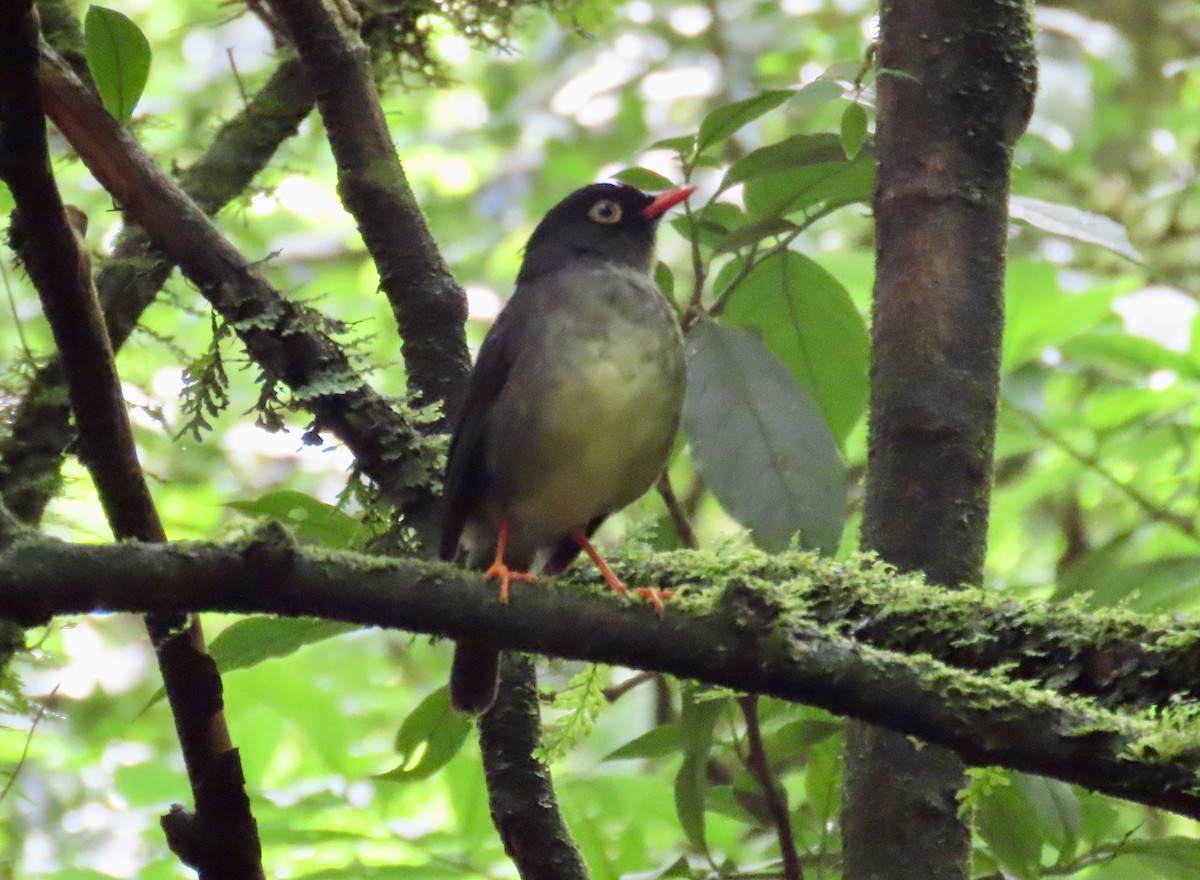 Slaty-backed Nightingale-Thrush - ML638772278