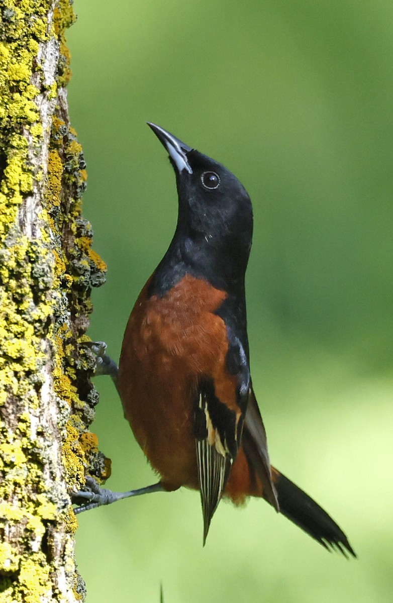 Orchard Oriole - ML638772302