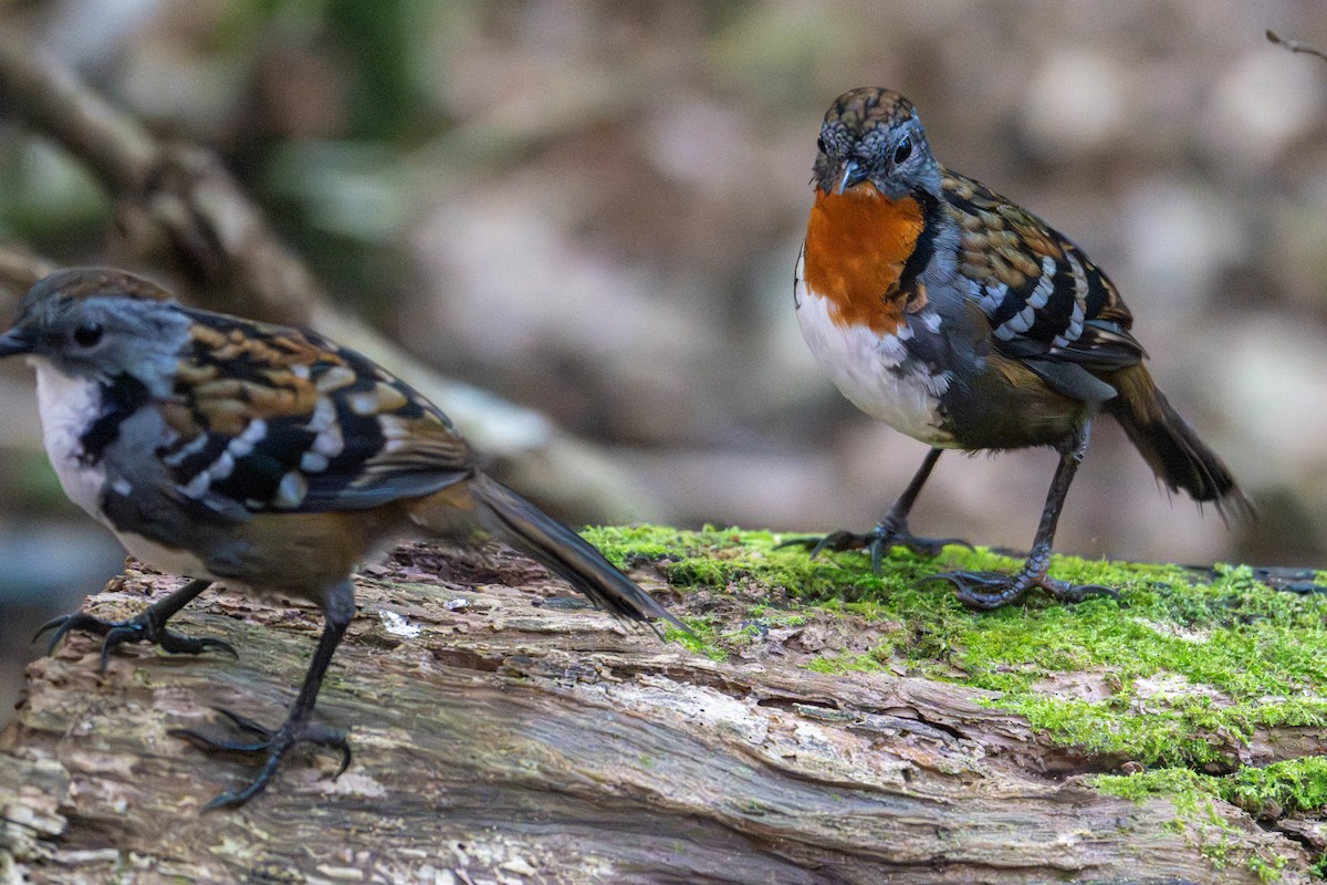 Australian Logrunner - ML638772330