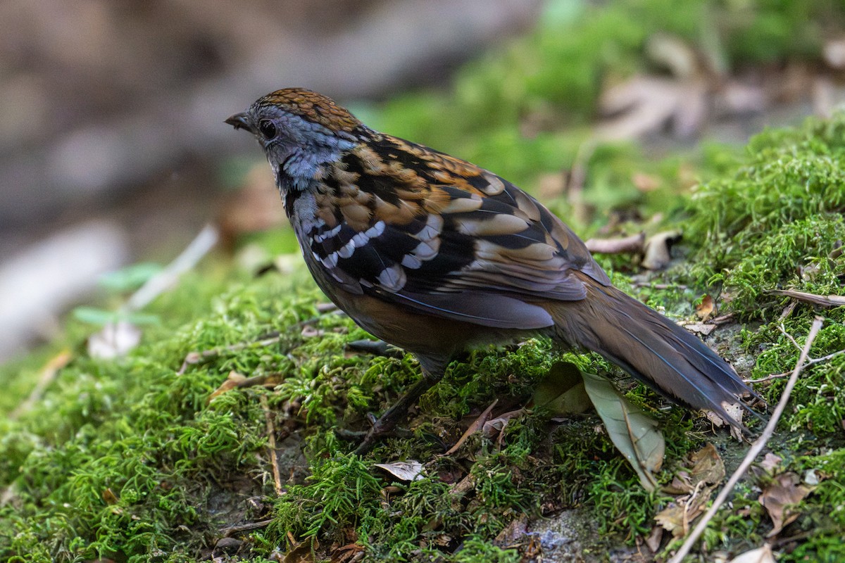 Australian Logrunner - ML638772333