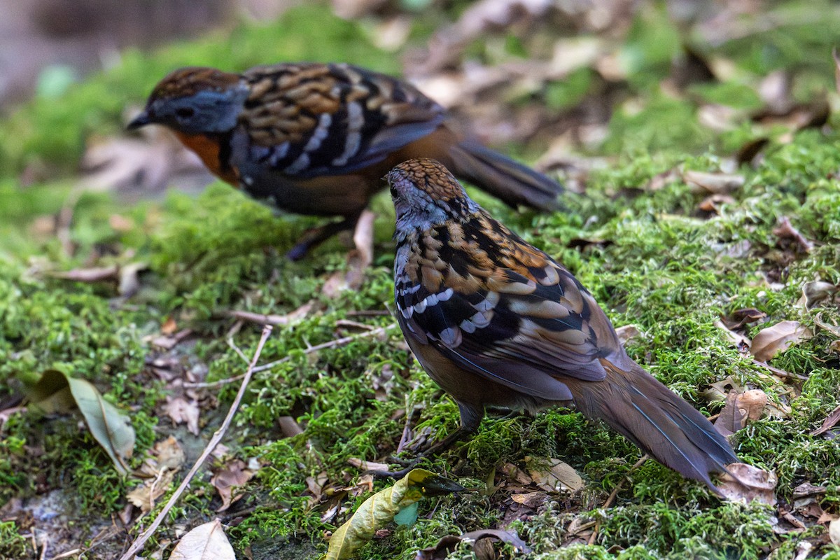 Australian Logrunner - ML638772334