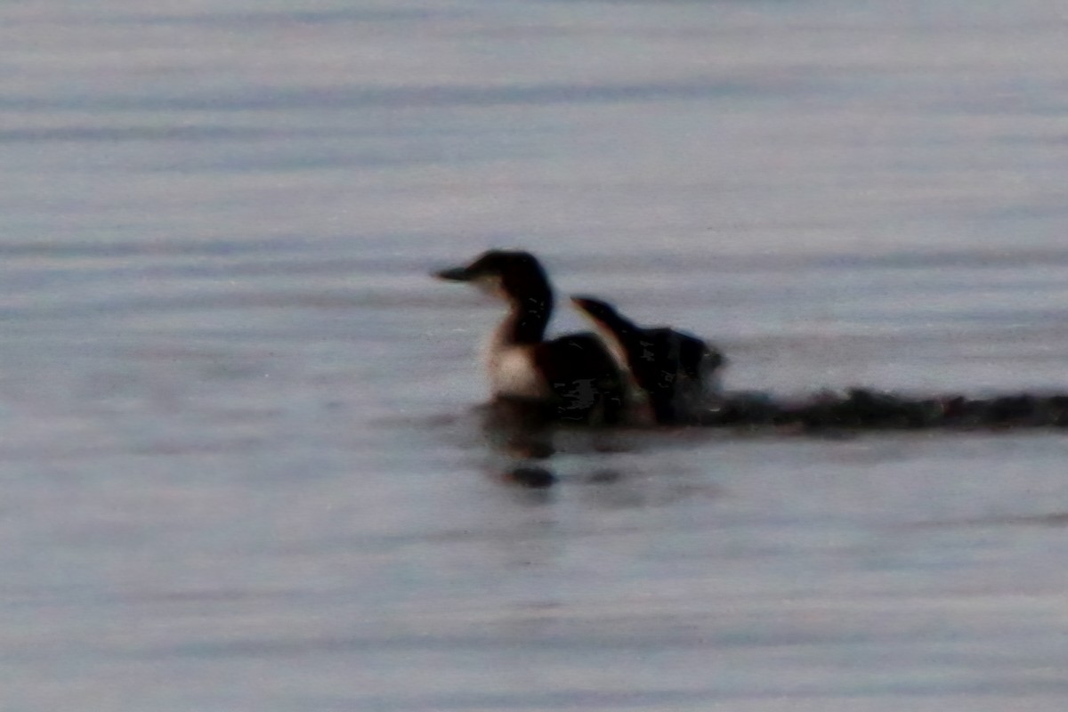 Common Loon - ML638772346