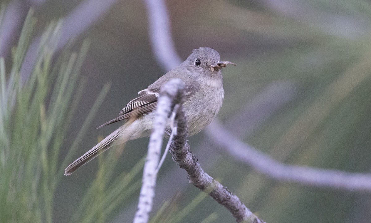 Hammond's Flycatcher - ML638772358