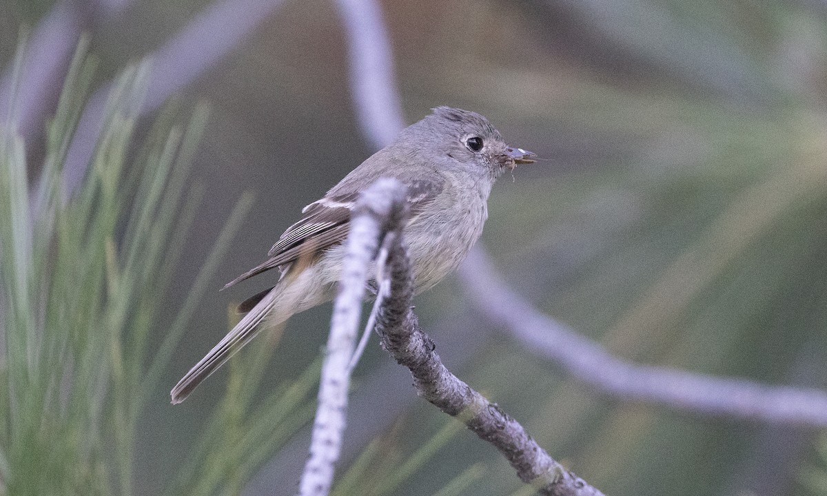 Hammond's Flycatcher - ML638772359