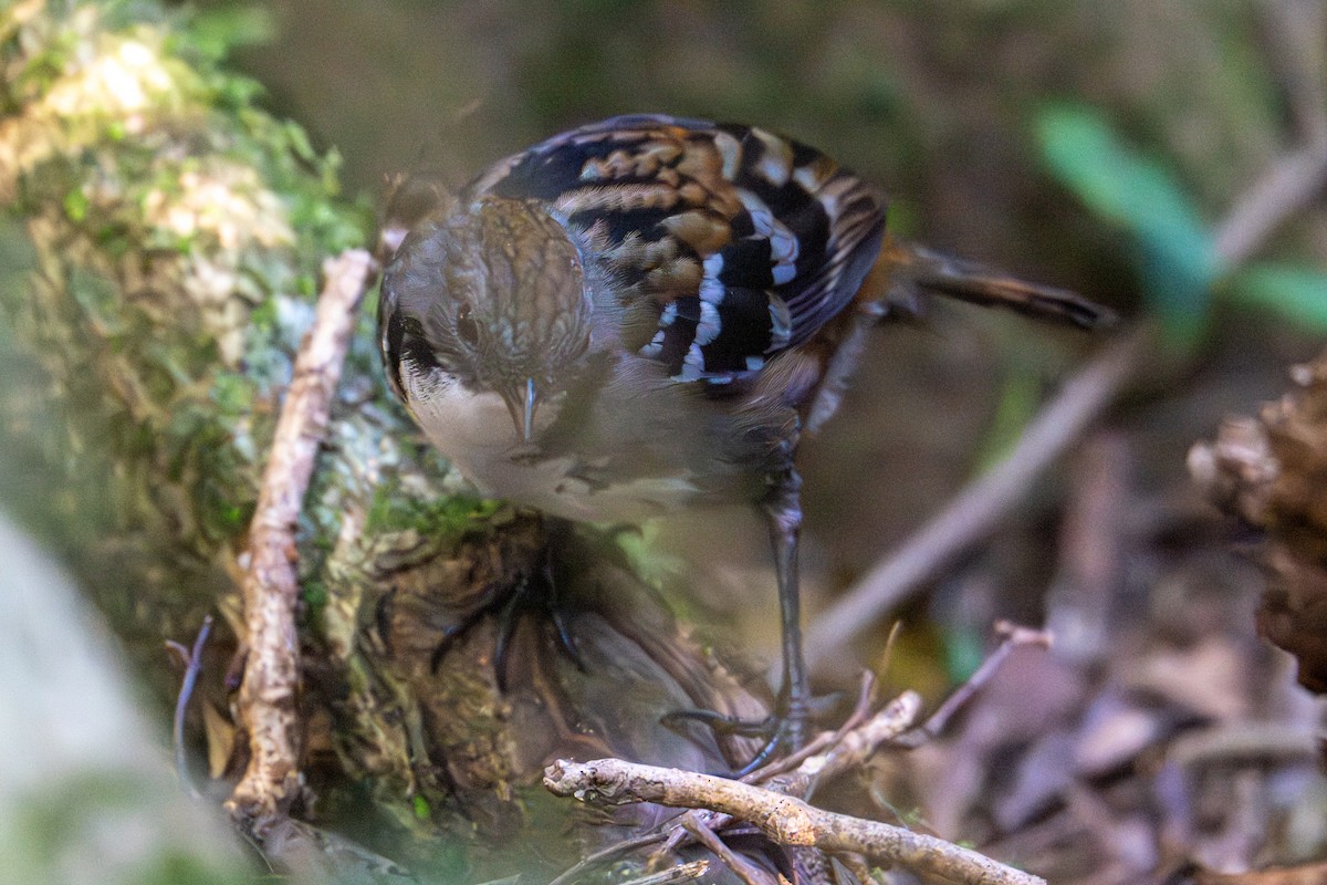 Australian Logrunner - ML638772385