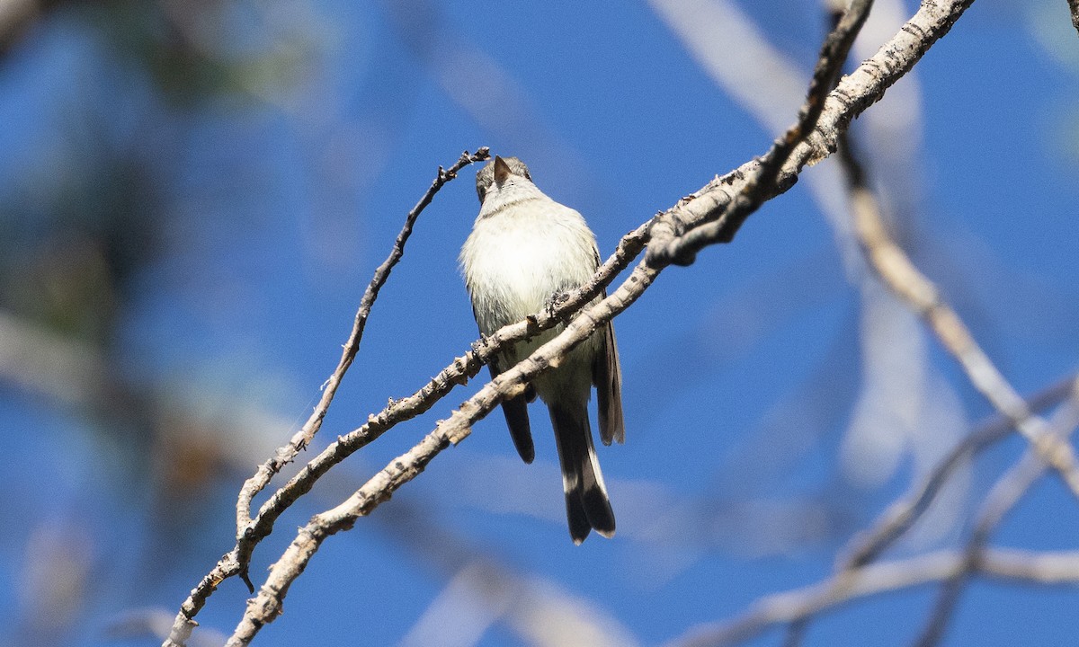Hammond's Flycatcher - ML638772393