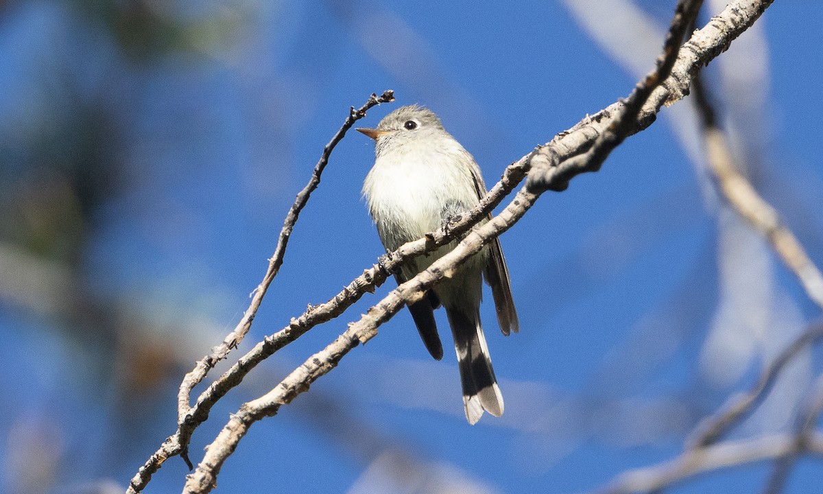 Hammond's Flycatcher - ML638772395