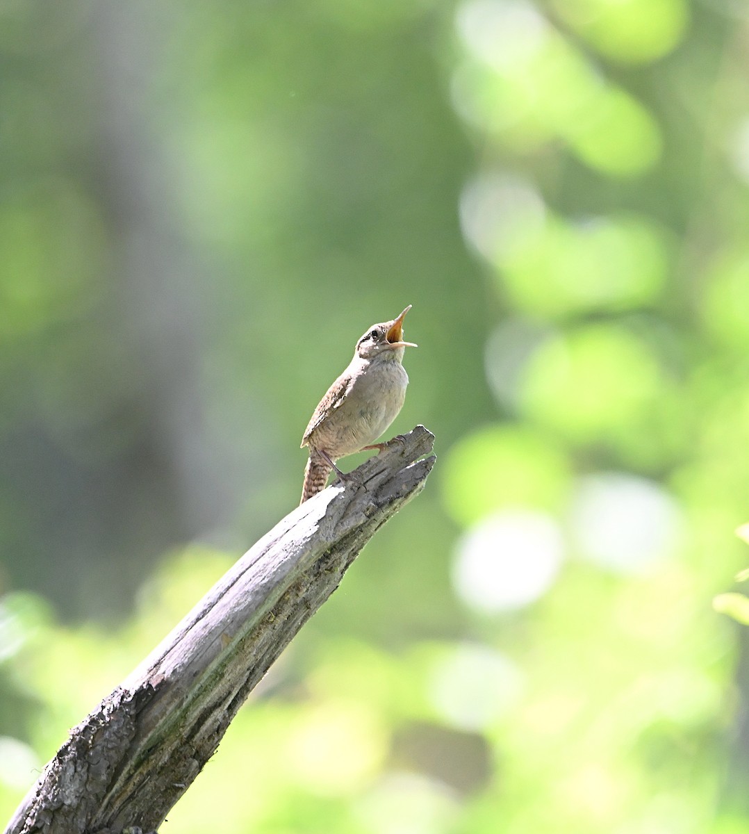 Northern House Wren - ML638772404