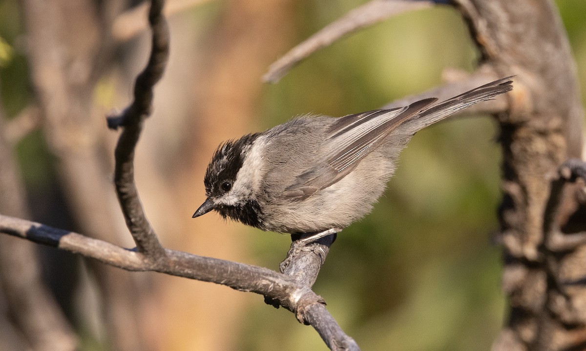 Mountain Chickadee - ML638772412